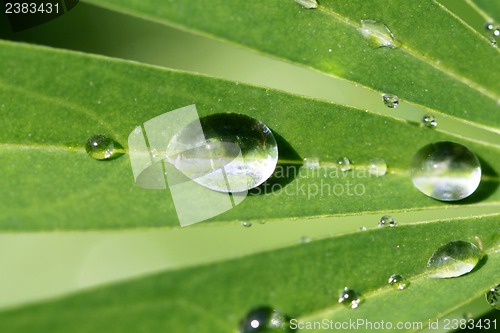 Image of Round drops on a green leaf