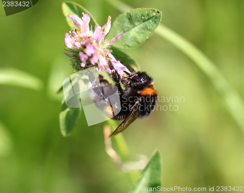 Image of Bumblebee drinking nectar from a flower