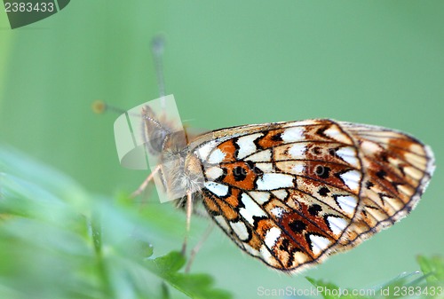 Image of Beautiful butterfly