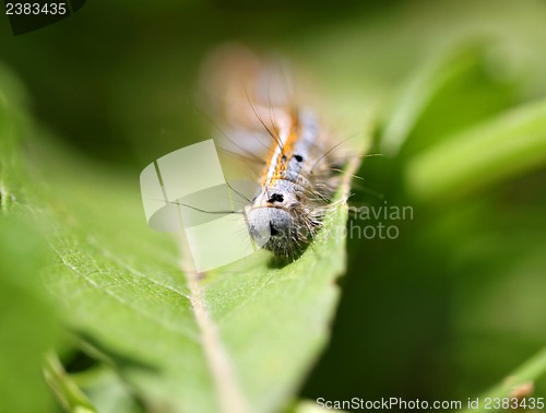 Image of Caterpillar crawling on a green leaf