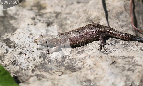 Image of Small lizard on a rock