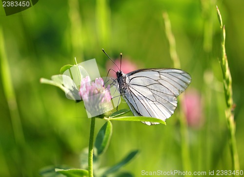 Image of White butterfly sits on a clover