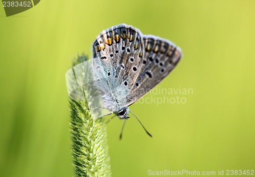 Image of The blue butterfly sitting on the grass