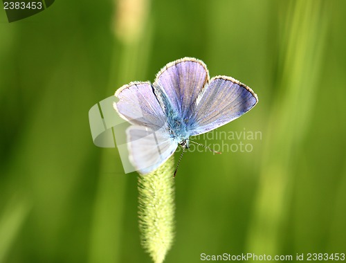 Image of The blue butterfly sitting on the grass