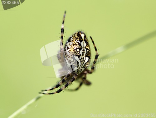 Image of Spider sitting on web