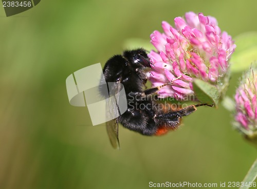 Image of Bumblebee sitting on clover