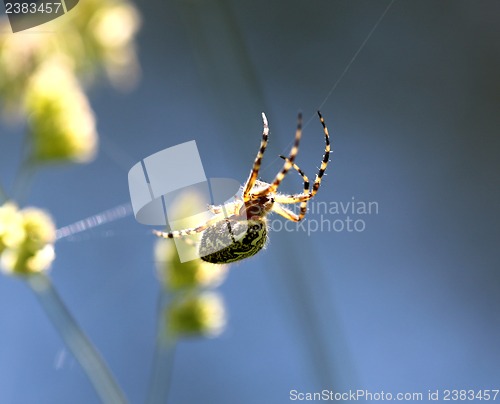Image of The spider is sitting on a spider web