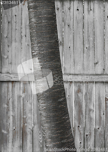 Image of Birch Tree Trunk