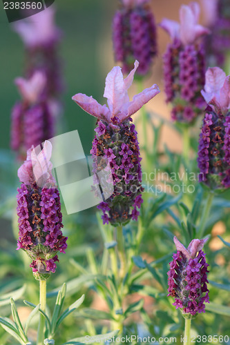 Image of Lavender growing  in the afternoon sun