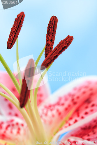 Image of Beautiful Pink Stargazer Lily Flower