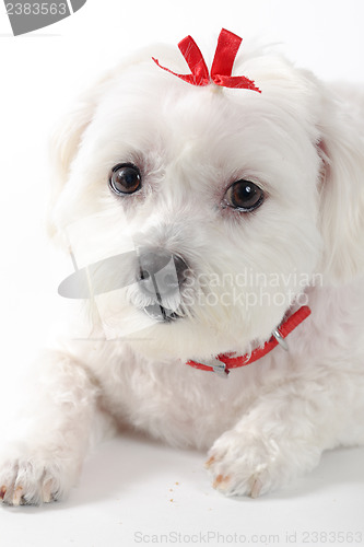 Image of Cute puppy dog with red ribbon