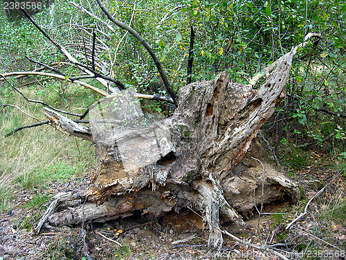 Image of The rotten fallen off tree in a forest