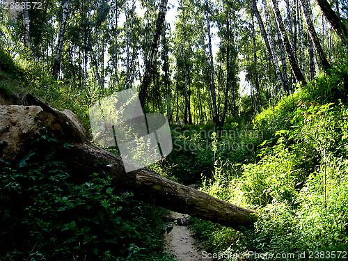 Image of big ravine in birchwood in the summer