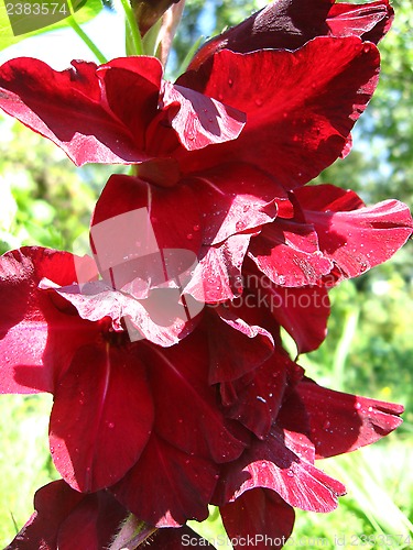 Image of beautiful flower of gladiolus