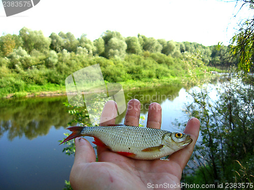 Image of Beautiful rudd laying in the hand