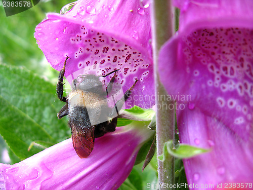 Image of Bumblebee in a flower of lilac bluebell