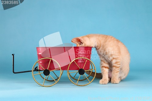 Image of Little Orange Tabby Kitten in Studio