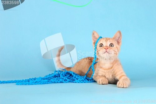 Image of Little Orange Tabby Kitten in Studio