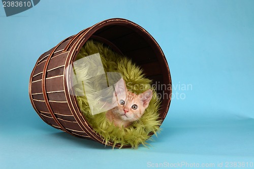 Image of Little Orange Tabby Kitten in Studio