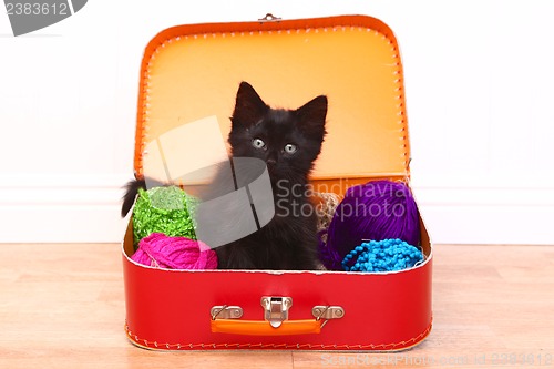 Image of Kitten in a Case Filled with Yarn