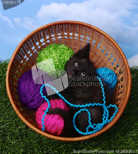 Image of Adorable Kitten in a Case Filled with Yarn 