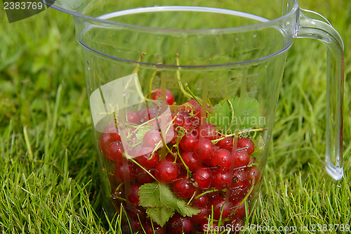 Image of Currants in measuring cup