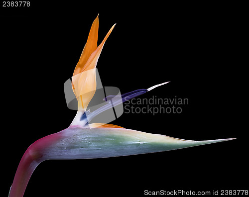 Image of Strelitzia