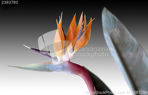 Image of Strelitzia