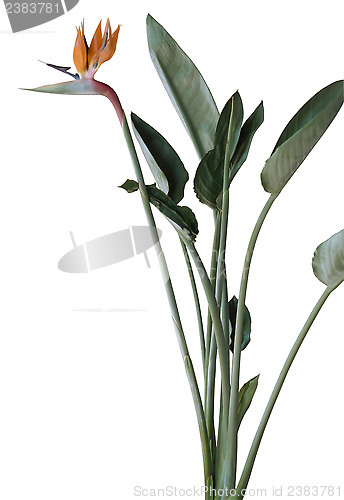 Image of Strelitzia