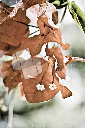 Image of Red Bougainvillea