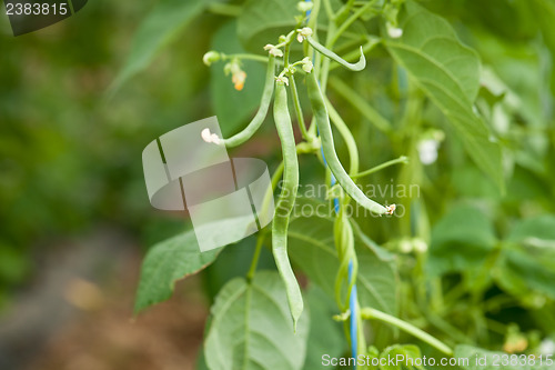 Image of fresh green beans plant in garden macro closeup in summer