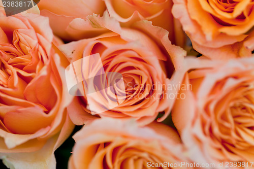 Image of colorful beautiful roses flowers macro closeup card background