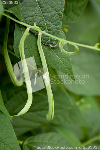 Image of fresh green beans plant in garden macro closeup in summer