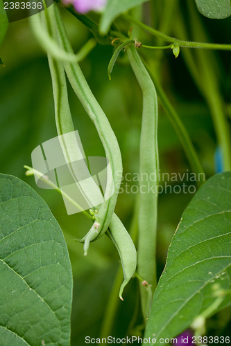 Image of fresh green beans plant in garden macro closeup in summer