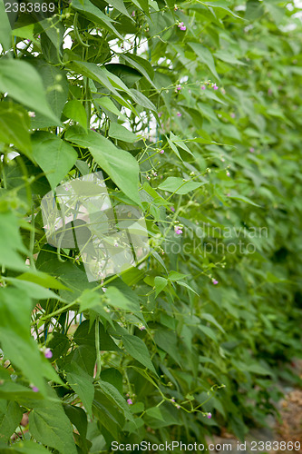 Image of fresh green beans plant in garden macro closeup in summer