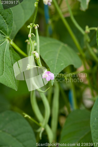 Image of fresh green beans plant in garden macro closeup in summer