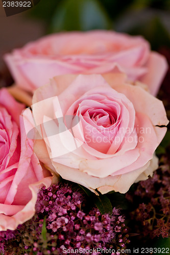 Image of colorful beautiful roses flowers macro closeup card background