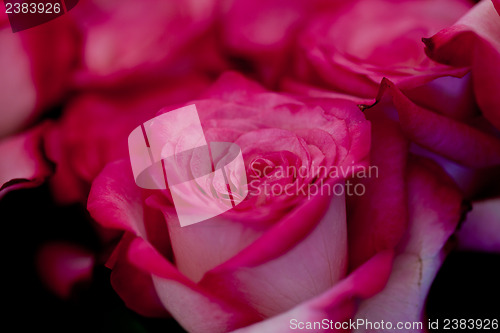 Image of colorful beautiful roses flowers macro closeup card background