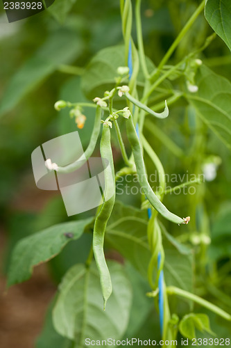Image of fresh green beans plant in garden macro closeup in summer