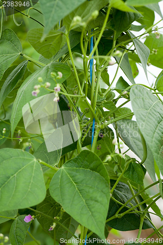 Image of fresh green beans plant in garden macro closeup in summer