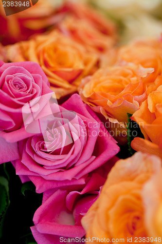 Image of colorful beautiful roses flowers macro closeup card background