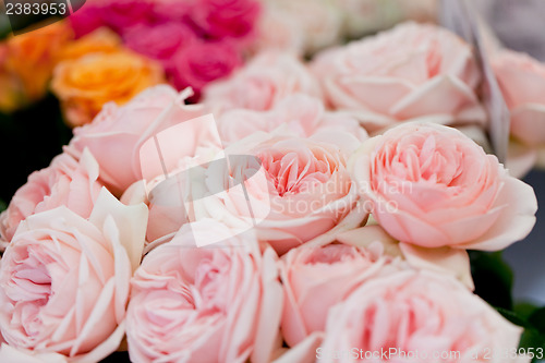 Image of colorful beautiful roses flowers macro closeup card background