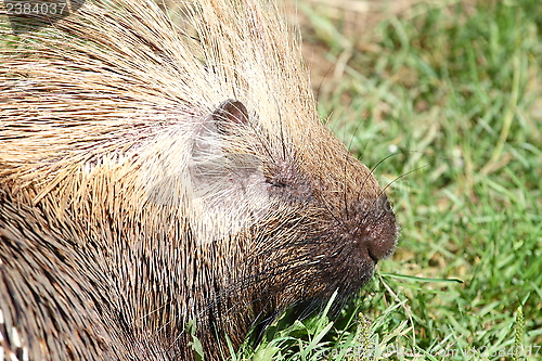 Image of North American porcupine portrait