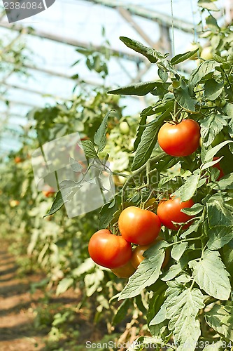 Image of Tomatoes tassel in greenhouse