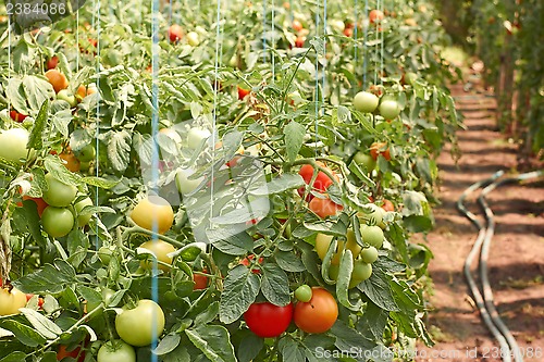 Image of Ripening tomatoes in greenhouse