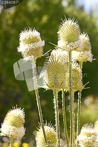 Image of Teasel flowers close up