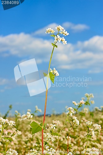 Image of Buckwheat inflorescence above field