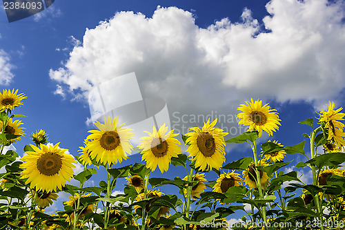 Image of Field of sunflowers in summer