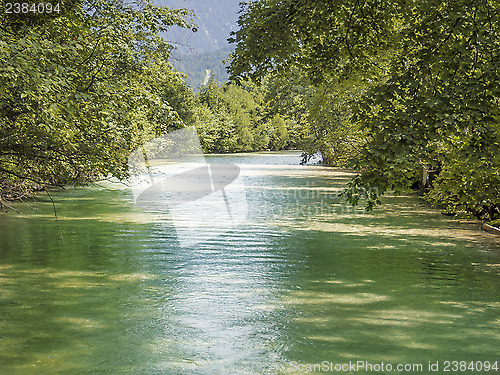 Image of Green river with trees in summer