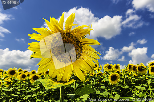 Image of Sunflower on blue sky